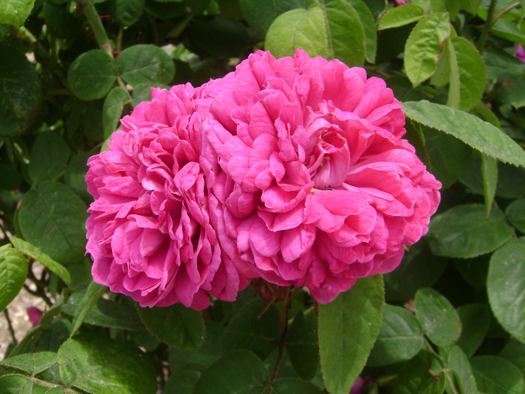 گل رز سنتیفولیا